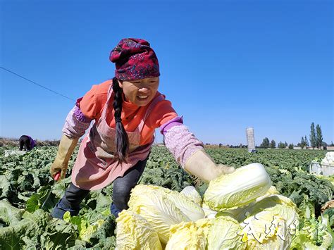 武威市人民政府 图片新闻 农户在凉州区清源镇万亩露地蔬菜标准化生产基地收娃娃菜