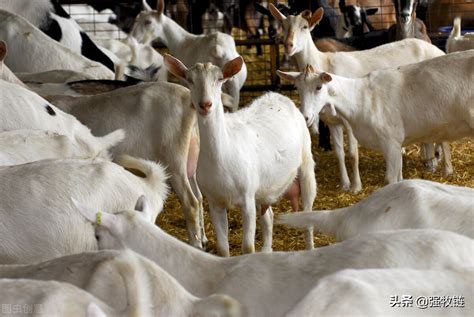 中国十大名羊品种排行，和田羊摘得桂冠_巴拉排行榜