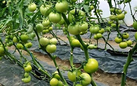 西红柿一亩地的产量一般是多少斤？ - 农业种植网