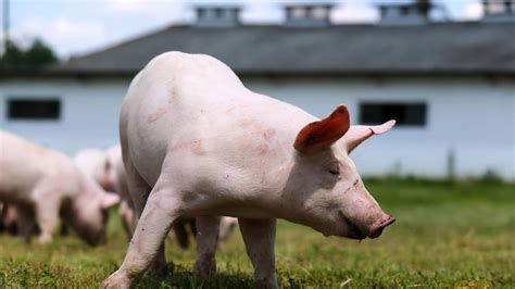猪周期底部远远没到：生猪产能恢复速度超过预期 冷冻猪肉库存偏高-国内新闻