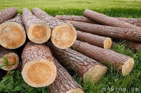 做木材进口生意需要规避哪些风险？-木材码头