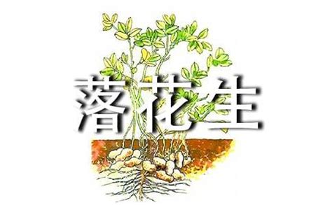落花生,农作物,植物花草,摄影,汇图网www.huitu.com