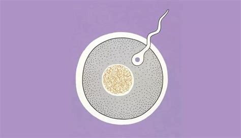 【备孕指南】形成一个优质的卵子要85天！备孕“牛宝”，功课要做好