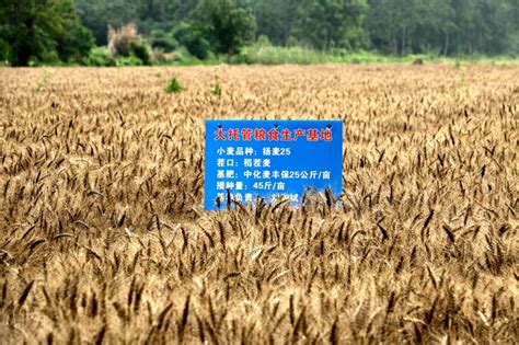 皖河农场：“土地托管”实现多赢