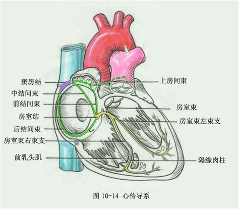 超简单的心电图教程，学会了一生受益！|心电图|QRS|教程|心率|-健康界