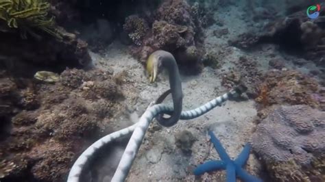 水下拍摄海蛇大战海鳗，缠斗开始，两者都是舞场高手_凤凰网视频_凤凰网