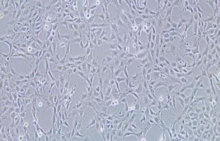 SV40 MES 13细胞（小鼠肾小球系膜细胞）_科研专用