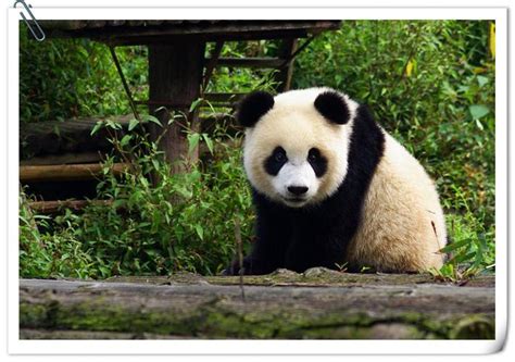 多种珍稀野生动物“现身”甘肃肃南