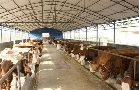 云南牛羊养殖场 育肥肉牛价格小牛犊多少钱一头-阿里巴巴