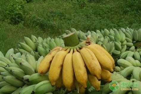 今日香蕉多少钱一斤？最新香蕉收购价格行情 - 惠农网