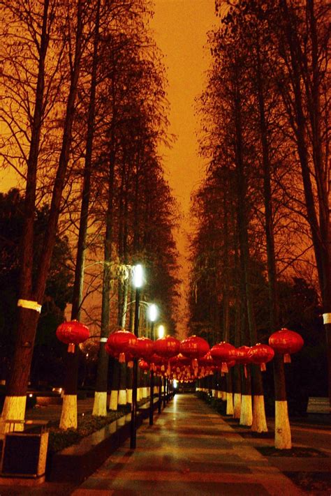 【兔春】灯火下的红梅公园《手机摄》