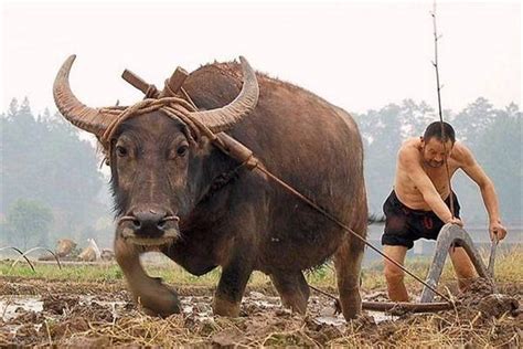 贵州白水牛,陆地动物,动物摄影,摄影素材,汇图网www.huitu.com