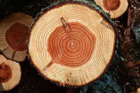 树木年轮—大自然的“活档案”，它忠实地记录着自然界的变化！