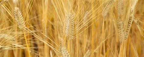 河北高产小麦品种介绍，看看这六种 - 农服务
