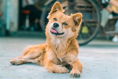 广东潮汕地区的五红犬，是中华田园犬（俗称土狗）中的高级品种。一般的中华田园犬在幼犬的时候都是身体胖墩圆乎，非常可爱，但终... - 雪球