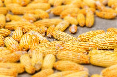 秋季丰收的玉米高清图片下载-正版图片500692405-摄图网