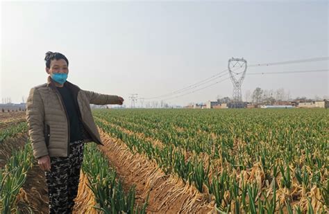 安阳县：电商平台硬核在线 开启助农“新战役” - 安阳新闻网