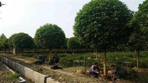 园林绿化苗木品种该如何选择？-新闻中心-北京天宏园林绿化工程有限公司
