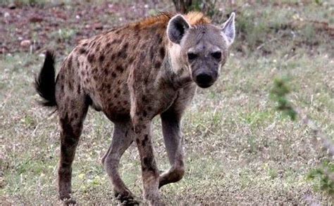 非洲“掏肛哥”鬣狗非常残暴，但你知道它的天敌是谁吗？