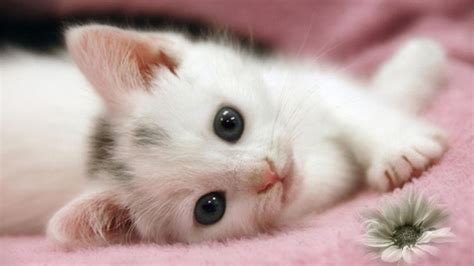 白色猫非主流头像