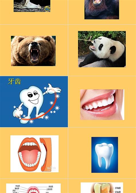 儿童保护牙齿口腔保健主题班会PPT模板_PPT鱼模板网
