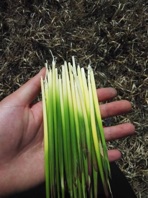 仙茅草图片