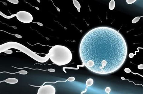 卵子受精过程详解 - 好孕无忧