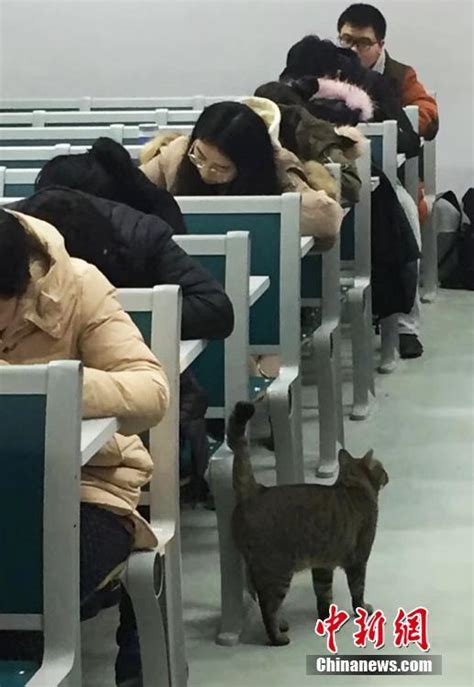 南京农业大学猫咪“监考”引围观_ 联盟中国 _ 中国网