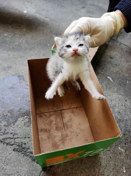 身上骨折被遗弃在垃圾桶旁边的橘猫获得了新生_Wicket_爱心_小猫