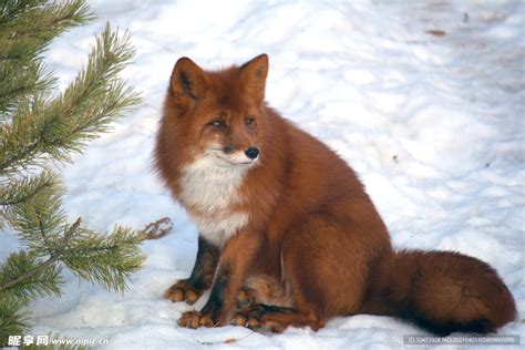 野生红狐狸在雪地里坐着高清摄影大图-千库网
