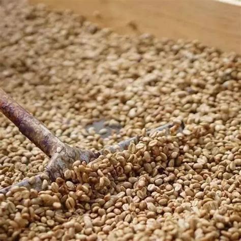 印尼曼特宁咖啡豆介绍苏门答腊岛林东产区 中国咖啡网