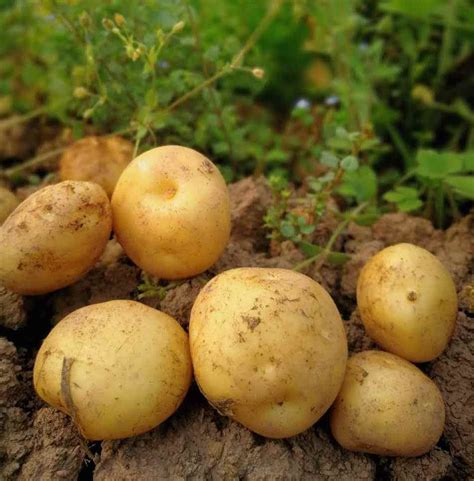 马铃薯营养价值-内蒙古薯元康生物科技有限公司