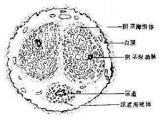 阴茎勃起图图片