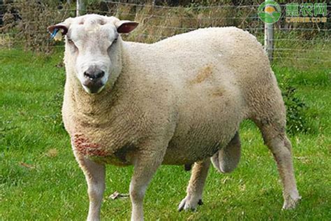 全世界羊的种类竟然高达100+，盘点那些长相奇特的羊__财经头条