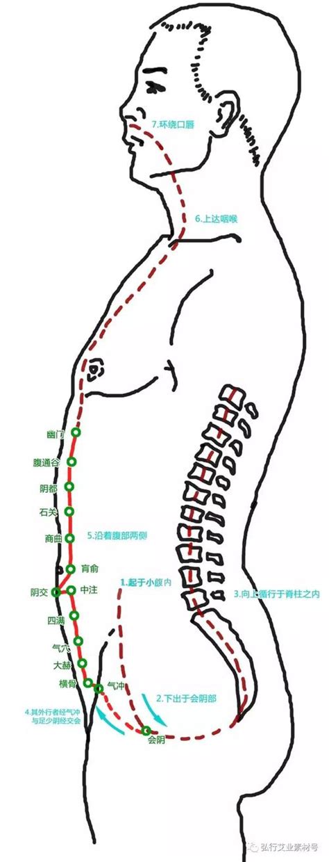 八脉：冲脉的作用，供应一切经脉动力_艾灸百科