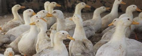 鸭子又叫什么，附鸭子的养殖利润 - 农敢网