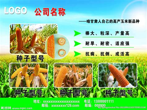 玉米种子宣传设计图__广告设计_广告设计_设计图库_昵图网nipic.com