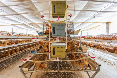 自动化养鸡企业商机-河南牧之富牧业设备有限公司