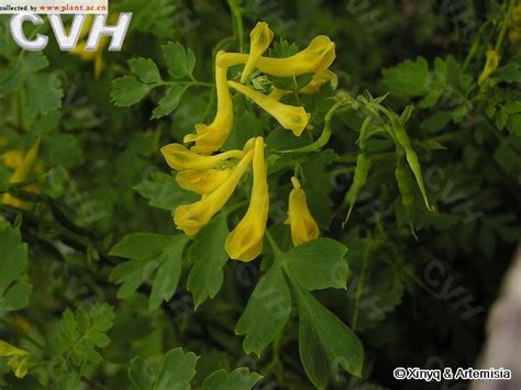 黄堇Corydalis pallida (Thunb.) Pers._植物图片库_植物通