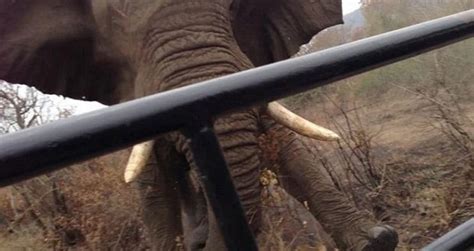 南非野生动物保护区大象不满游客妨碍进食 叼起树枝狂冲向观光车 - 神秘的地球 科学|自然|地理|探索
