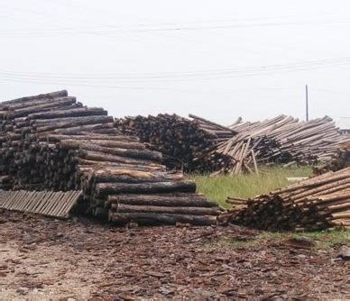 一手杉木桩 河道打桩工程专用杉木原木 杉木价格杉木圆木防汛木桩-阿里巴巴