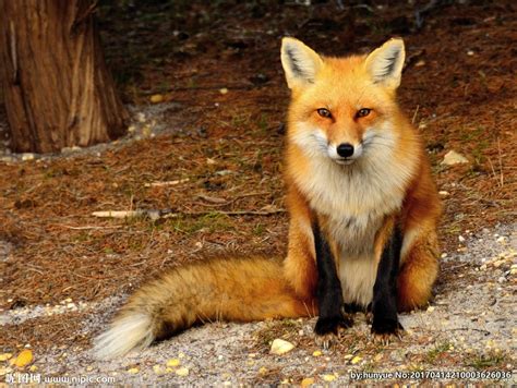 河北沽源：野生狐狸“爱上”坝上乡村_手机新浪网