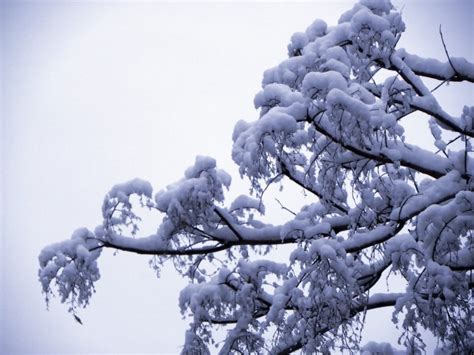 太美了！重庆多地迎2020年入冬第一场雪҈ 雪҈ 雪҈凤凰网川渝_凤凰网