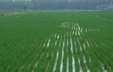 水稻灌溉技术-农百科