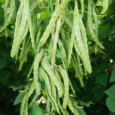 扁豆种植，从扁豆的选种到防治害虫详细介绍，农民朋友了解一下|扁豆|遮阳网|豆荚螟_新浪新闻