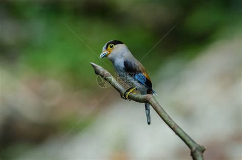 树枝上的彩色鸟银胸阔嘴鹬Serilophuslunatus高清图片下载-正版图片307299145-摄图网