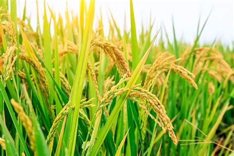 中国农业技术专家杂交水稻非洲创高产纪录__凤凰网