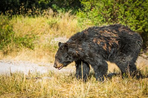 树户外动物大棕熊在路上走野外大棕熊走高清图片下载-正版图片307669925-摄图网