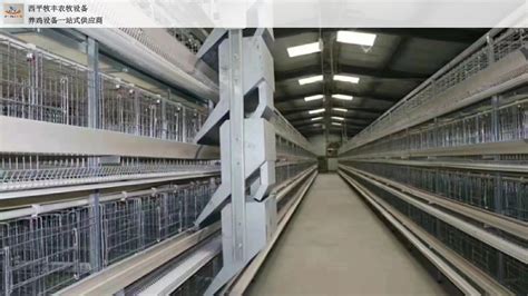 新型自动化鸡蛋集中设备 多层笼养捡蛋机 养鸡场收蛋器养鸡设备