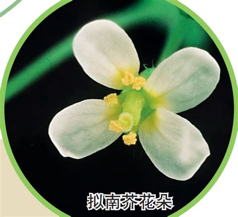 拟南芥（Arabidopsis thaliana）遗传转化-分子生物学服务 -技术服务-生物在线